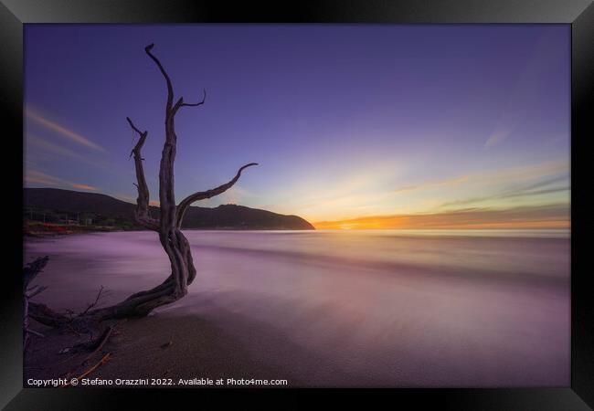 Baratti beach and old tree trunk at sunset. Piombino, Maremma Tu Framed Print by Stefano Orazzini