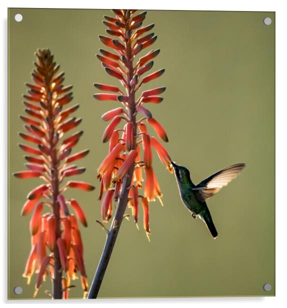 Hummingbird  Acrylic by Gail Johnson