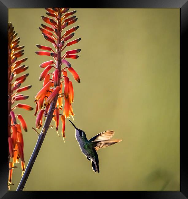 Hummingbird  Framed Print by Gail Johnson