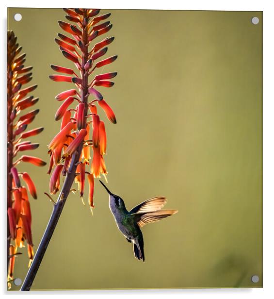 Hummingbird  Acrylic by Gail Johnson