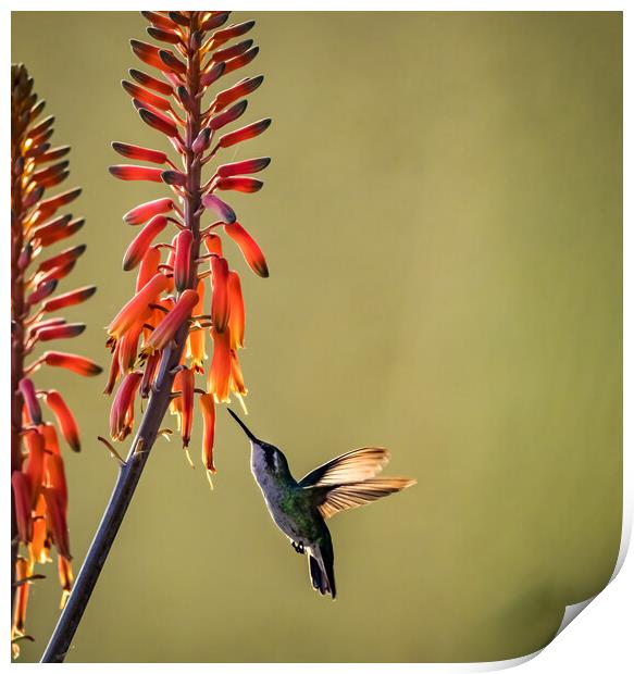 Hummingbird  Print by Gail Johnson
