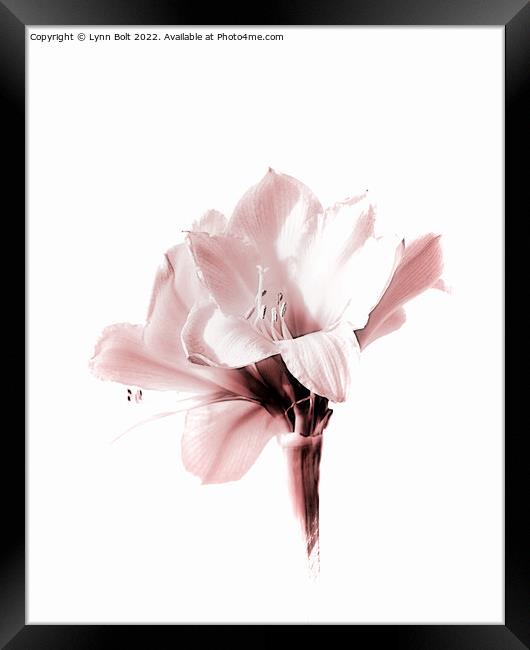 Amaryllis in Pink Tones Framed Print by Lynn Bolt
