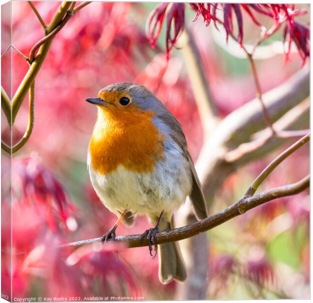Robin in acer tree Canvas Print by Kay Roxby