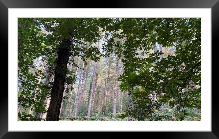 Exploring the woods Framed Mounted Print by Richard Baker