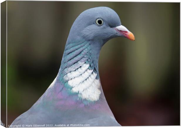 Pigeon Profile Canvas Print by Mark ODonnell