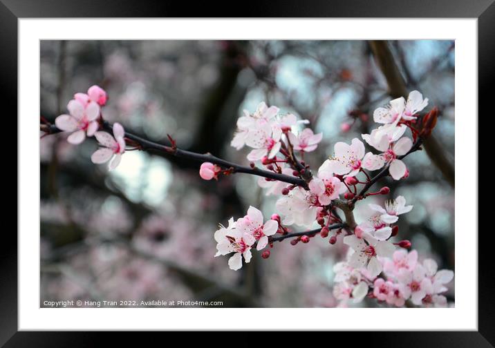 Cherry Blossom  Framed Mounted Print by Hang Tran