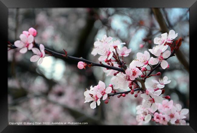 Cherry Blossom  Framed Print by Hang Tran
