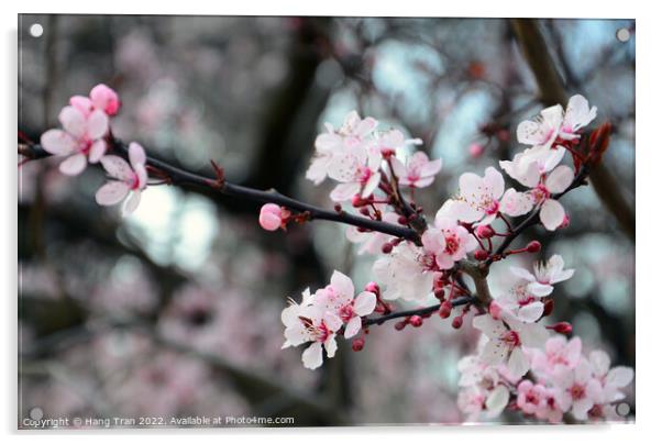 Cherry Blossom  Acrylic by Hang Tran