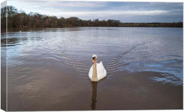 Mute Swan on the Carr Mill Dam Canvas Print by Jason Wells
