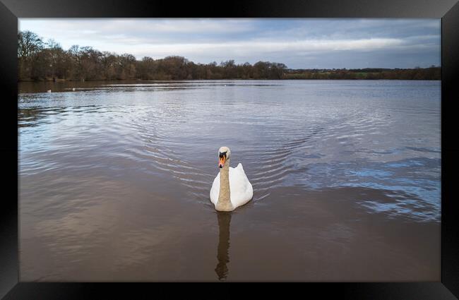 Mute Swan on the Carr Mill Dam Framed Print by Jason Wells