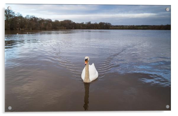 Mute Swan on the Carr Mill Dam Acrylic by Jason Wells