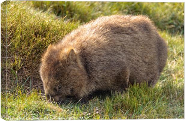 Common wombat - Cradle Mountain Canvas Print by Laszlo Konya