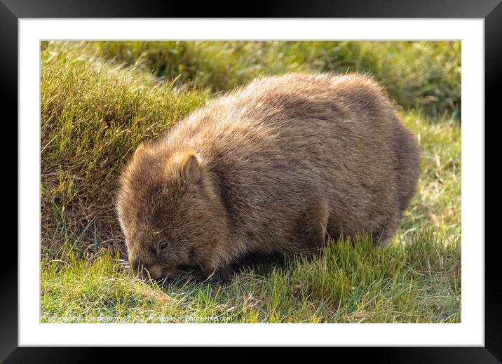Common wombat - Cradle Mountain Framed Mounted Print by Laszlo Konya