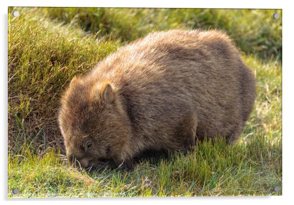 Common wombat - Cradle Mountain Acrylic by Laszlo Konya