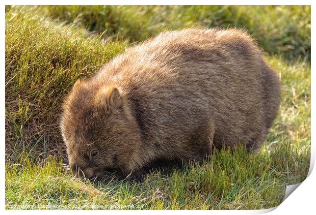 Common wombat - Cradle Mountain Print by Laszlo Konya