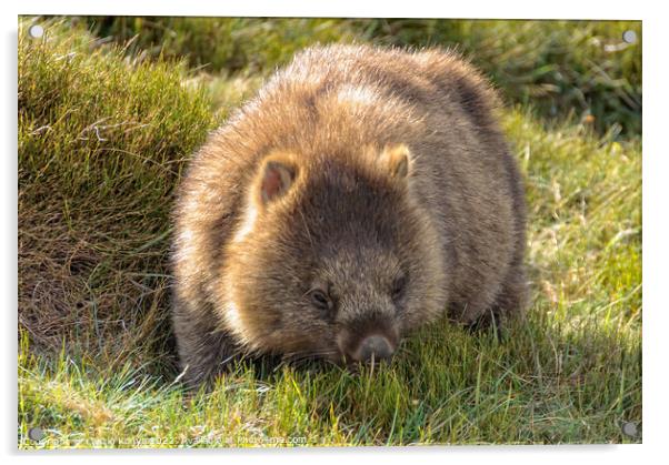 Common wombat - Cradle Mountain Acrylic by Laszlo Konya