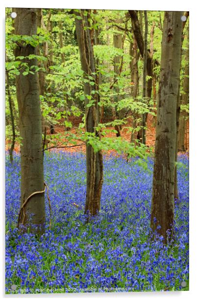 Bluebell Wood with Beech Trees Acrylic by Pearl Bucknall