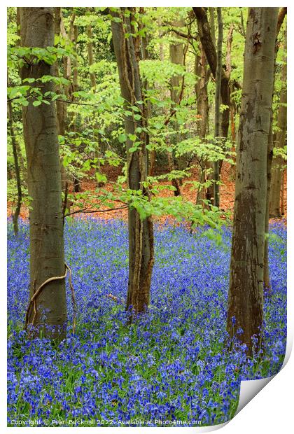 Bluebell Wood with Beech Trees Print by Pearl Bucknall
