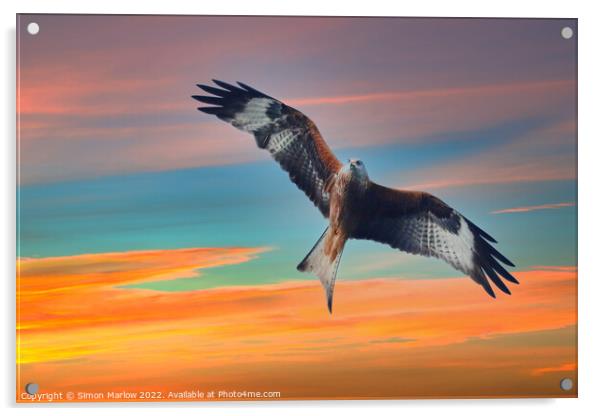 Red Kite Acrylic by Simon Marlow