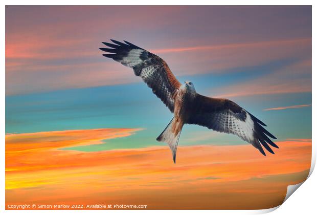 Red Kite Print by Simon Marlow
