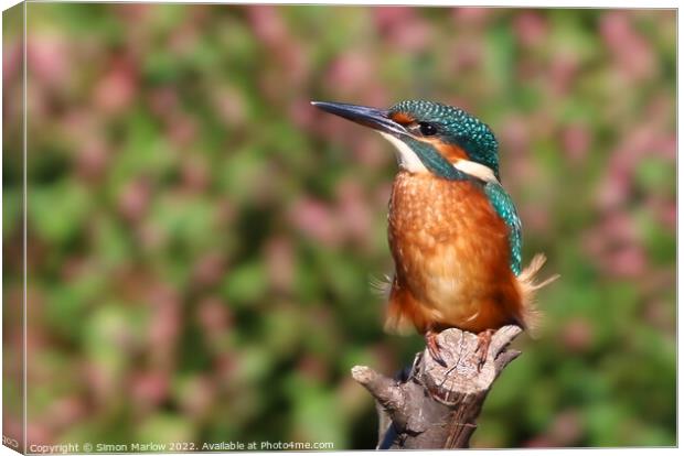 Beautiful Kingfisher on a tree perch Canvas Print by Simon Marlow