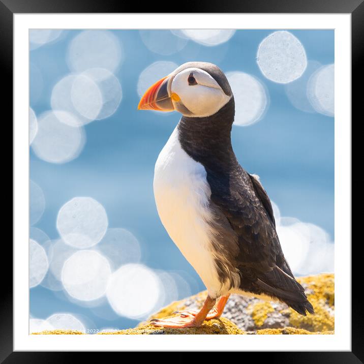Puffin  Framed Mounted Print by Kay Roxby