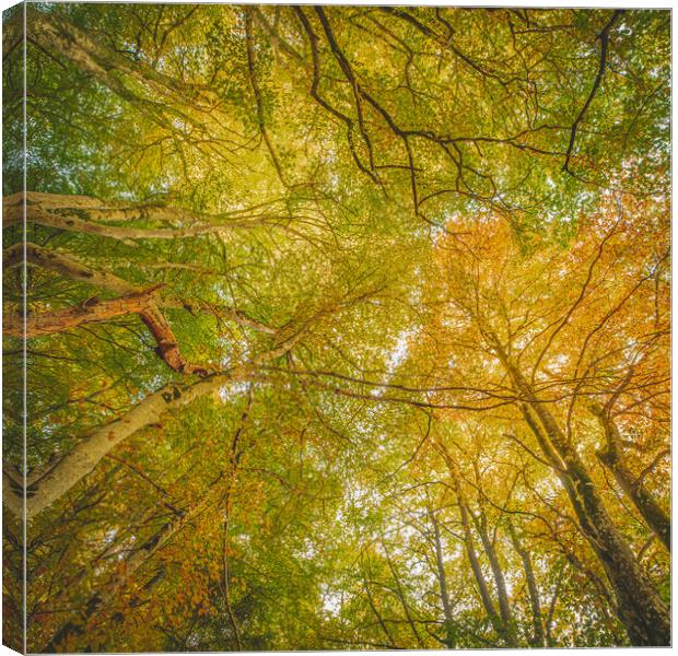 Golden Sunlit Canopy Canvas Print by Duncan Loraine