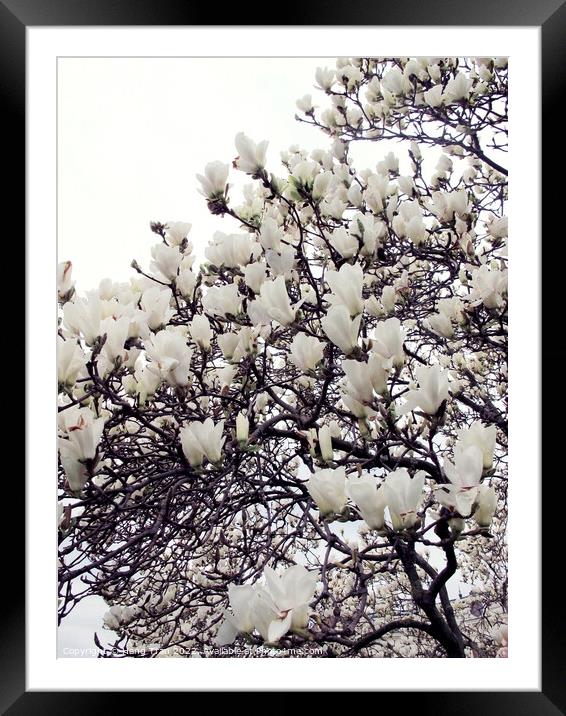 White Magnolia					 Framed Mounted Print by Hang Tran