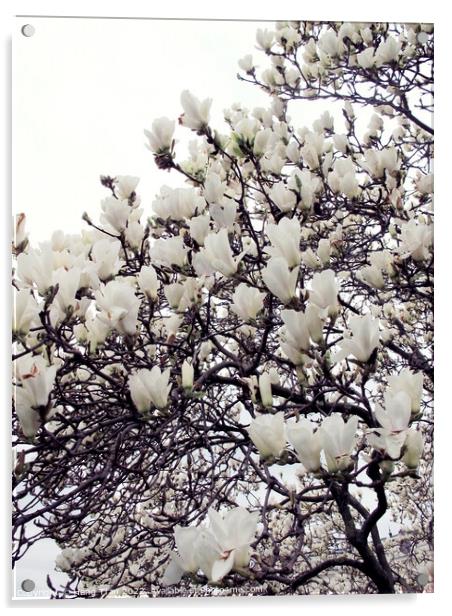 White Magnolia					 Acrylic by Hang Tran
