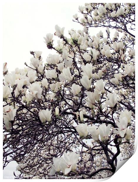 White Magnolia					 Print by Hang Tran
