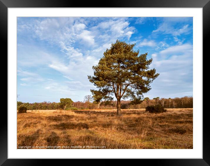 Heathland Pine Framed Mounted Print by Angela Cottingham