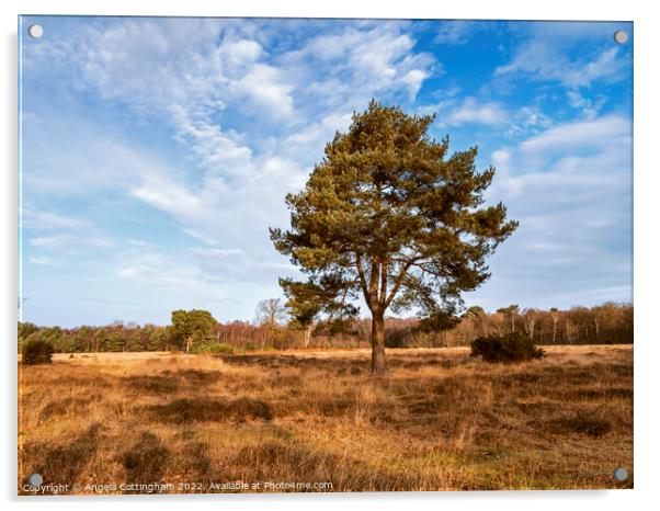 Heathland Pine Acrylic by Angela Cottingham