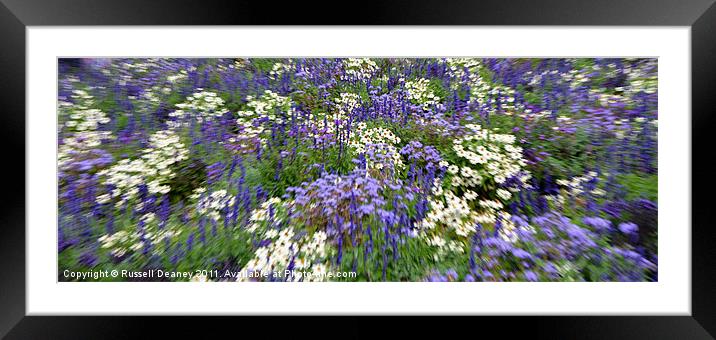 Summer Perennial Blooms Framed Mounted Print by Russell Deaney