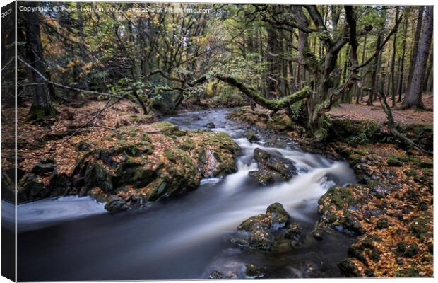 Tollymore Forest Canvas Print by Peter Lennon