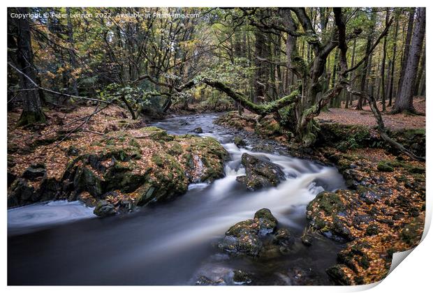 Tollymore Forest Print by Peter Lennon