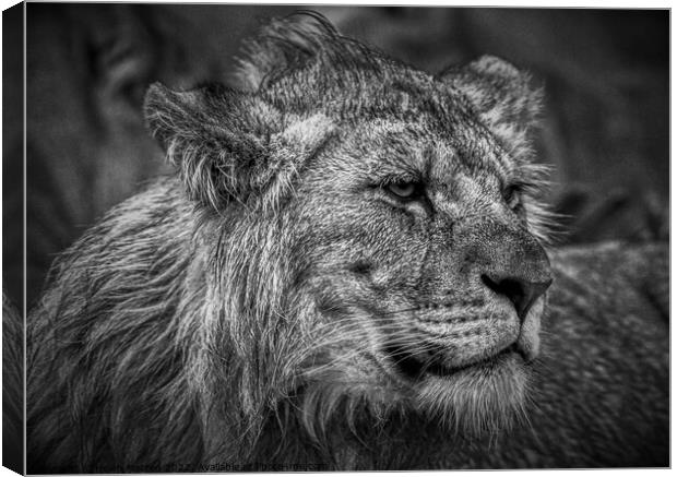 Male Lion Juvenile Black and White Canvas Print by Helkoryo Photography