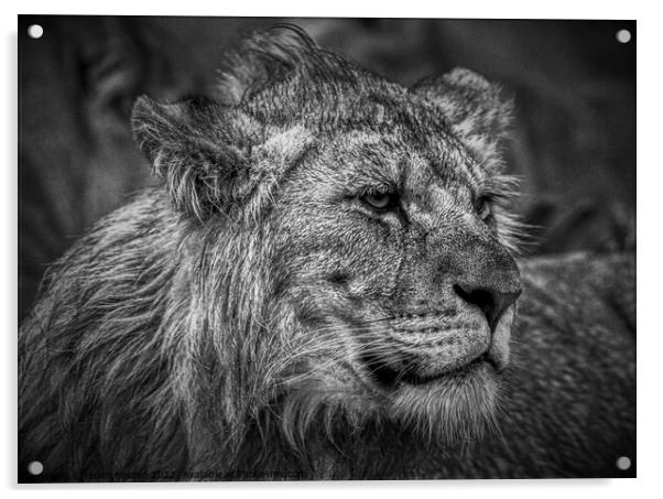 Male Lion Juvenile Black and White Acrylic by Helkoryo Photography