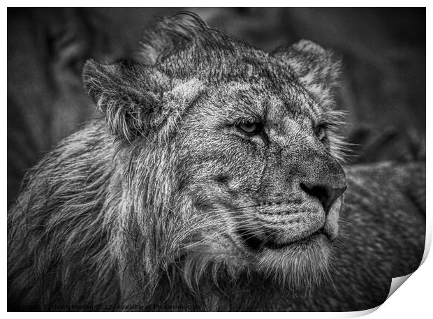 Male Lion Juvenile Black and White Print by Helkoryo Photography