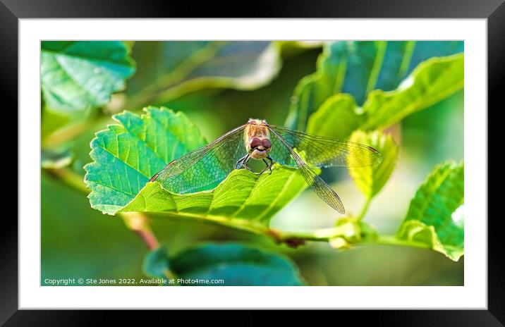 The Happy Dragonfly Framed Mounted Print by Ste Jones