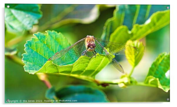 The Happy Dragonfly Acrylic by Ste Jones