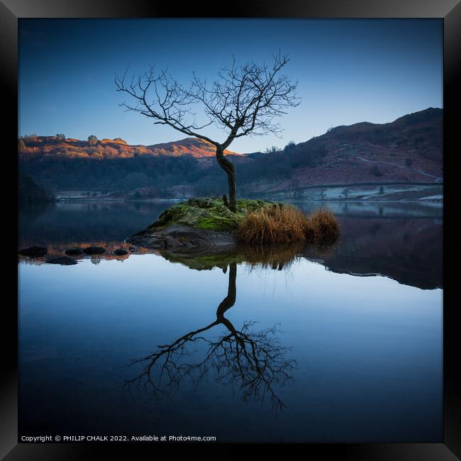 Lone tree on Rydal water 666 Framed Print by PHILIP CHALK