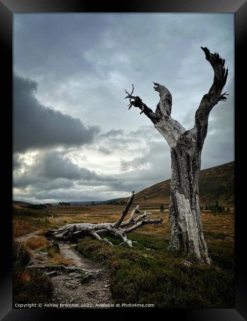 Creepy Old Tree  Framed Print by Ashley Bremner