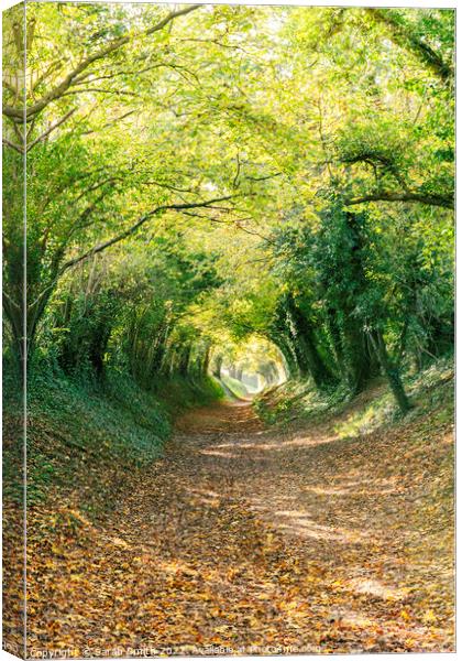 Halnaker Tree Tunnel Canvas Print by Sarah Smith