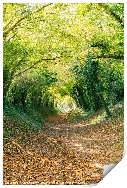 Halnaker Tree Tunnel Print by Sarah Smith