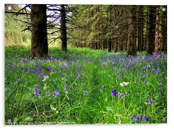 Spring Nature Trail in Lochgoilhead Acrylic by Tim King
