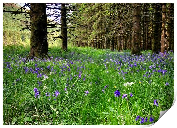 Spring Nature Trail in Lochgoilhead Print by Tim King