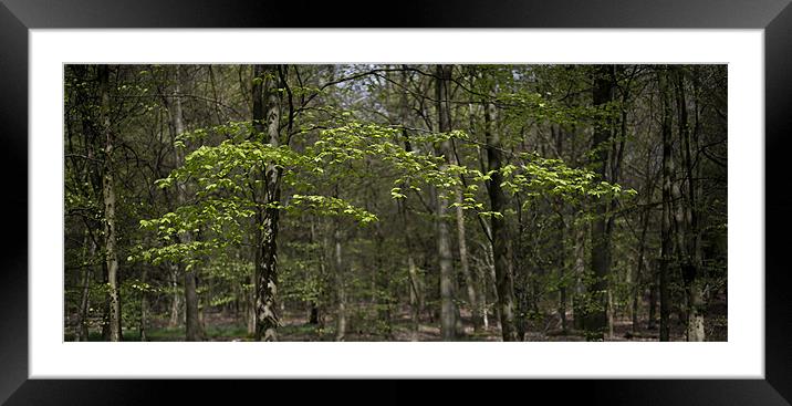 Spring greenery Framed Mounted Print by Gary Eason