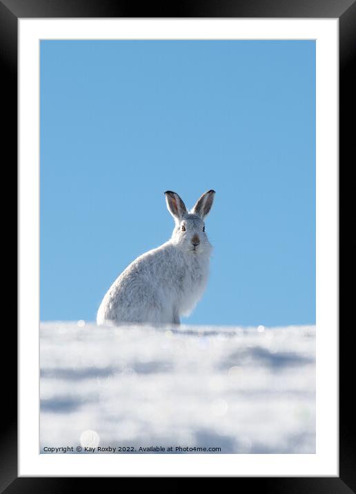 Mountain Hare Framed Mounted Print by Kay Roxby