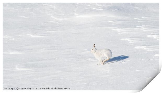 Mountain Hare in winter Print by Kay Roxby