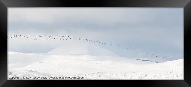 Greylag geese passing Ben Lomond in winter - Scotl Framed Print by Kay Roxby